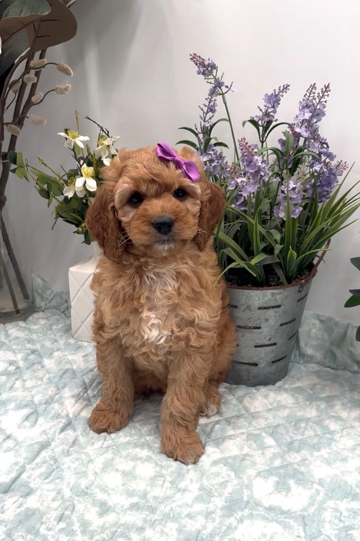 Purple Bow Female
