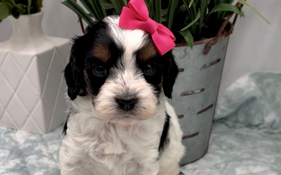 Dark Pink Bow Female