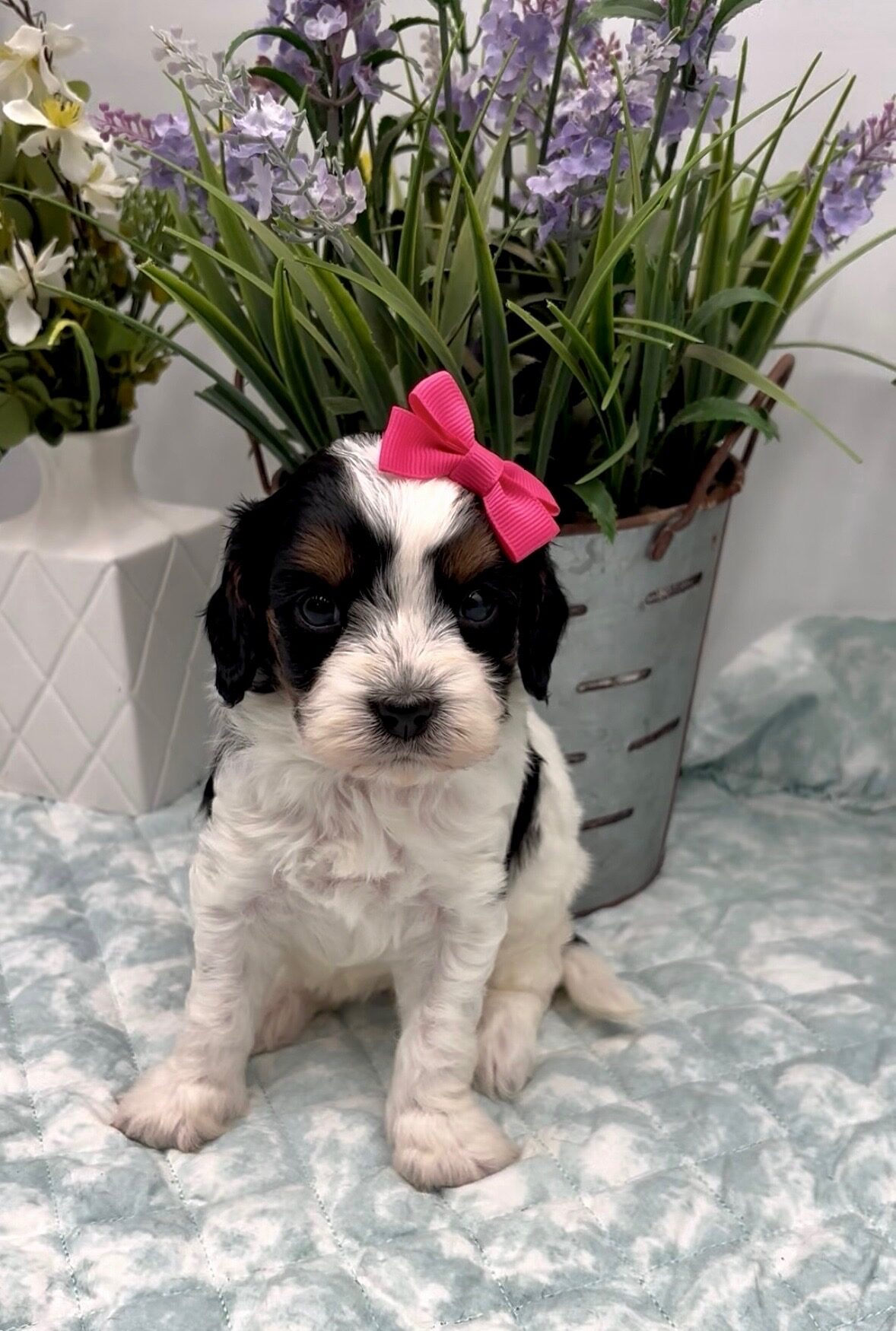 Dark Pink Bow Female