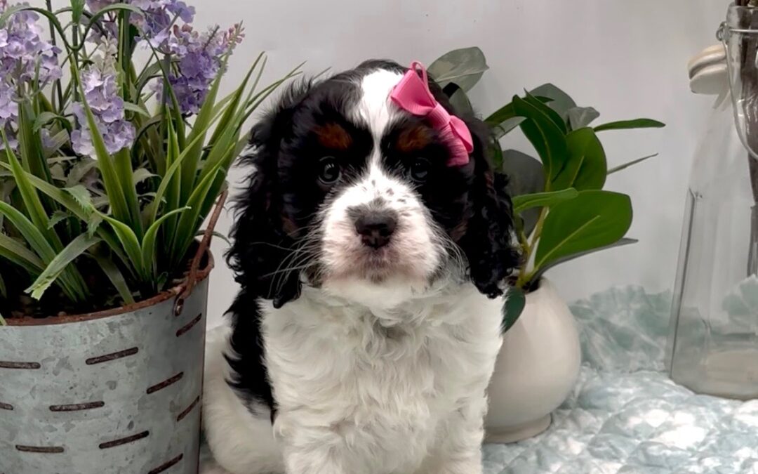 Pink Bow Female