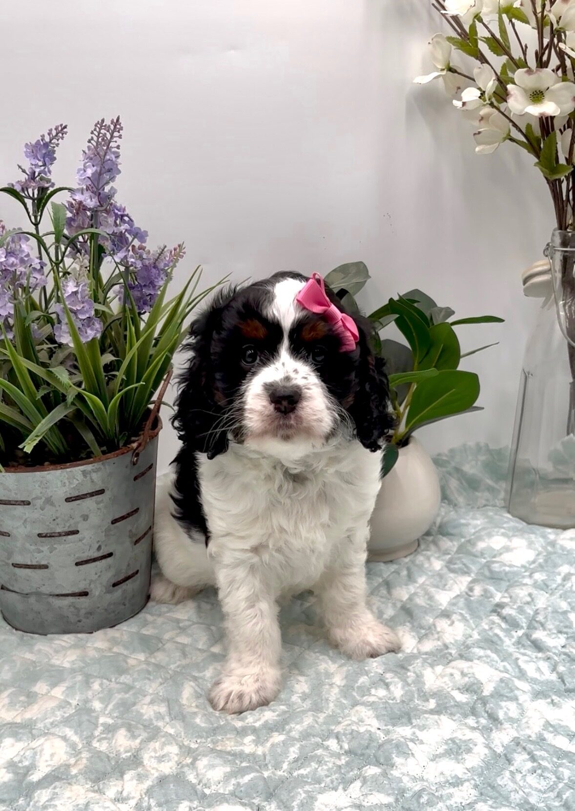 Pink Bow Female