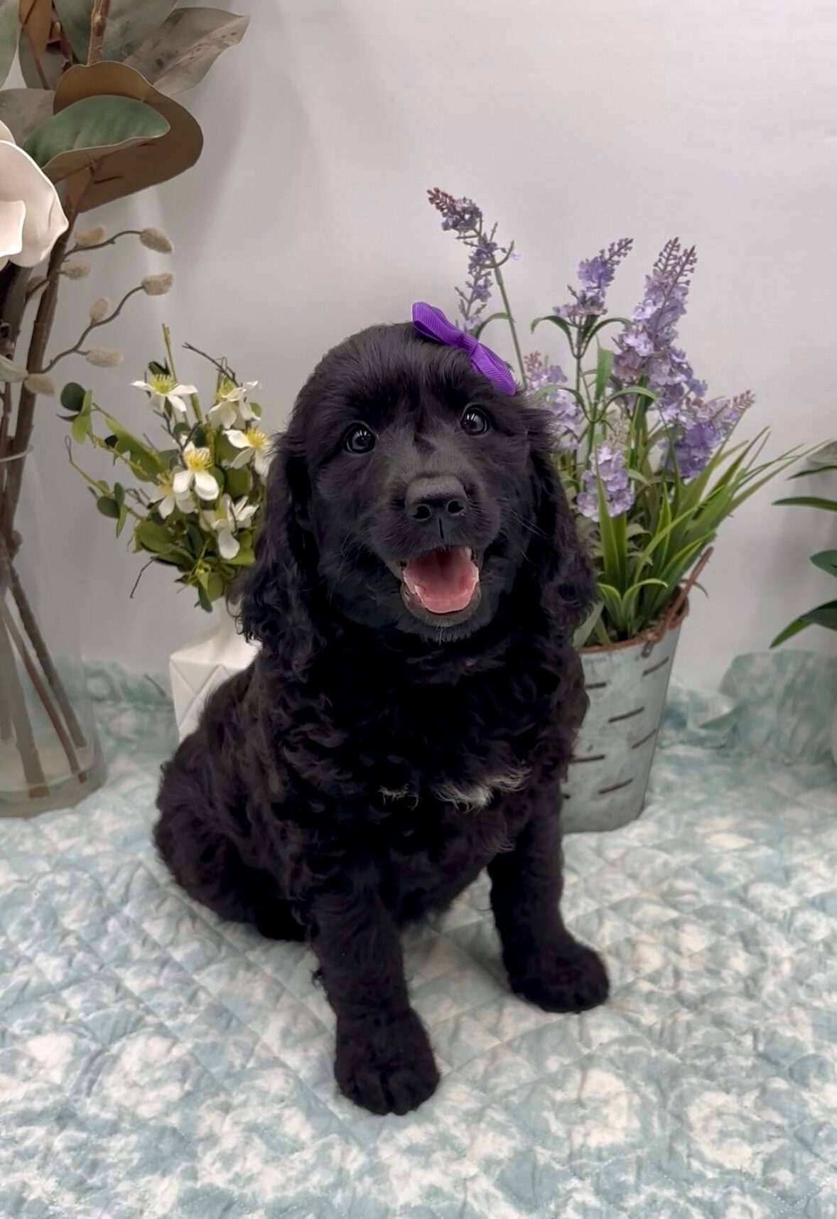 Purple Bow Female