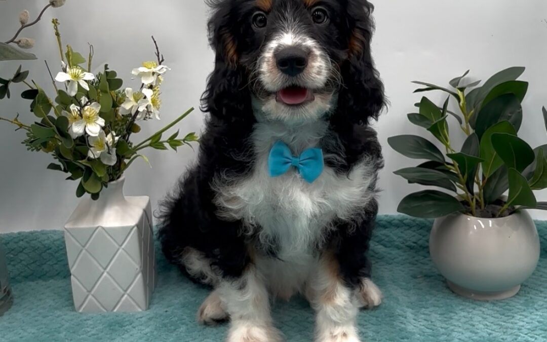 Blue Bow Male