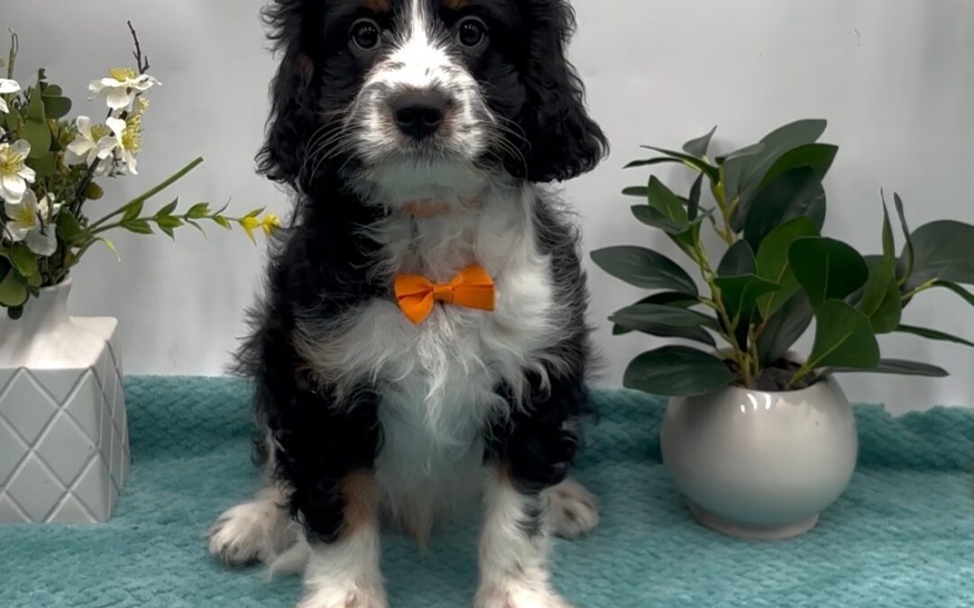 Orange Bow Male