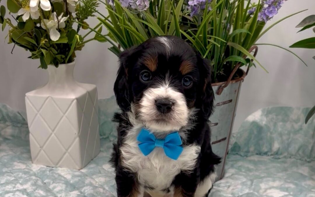 Blue Bow Male