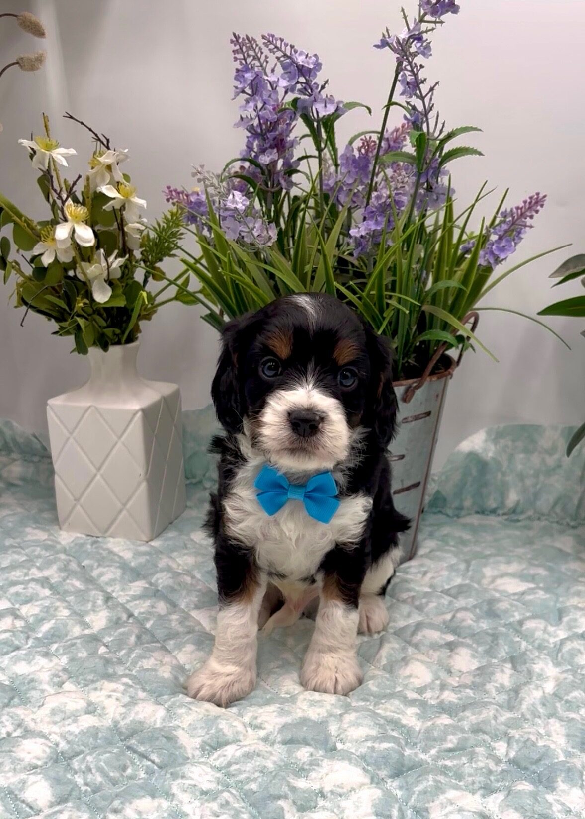 Blue Bow Male