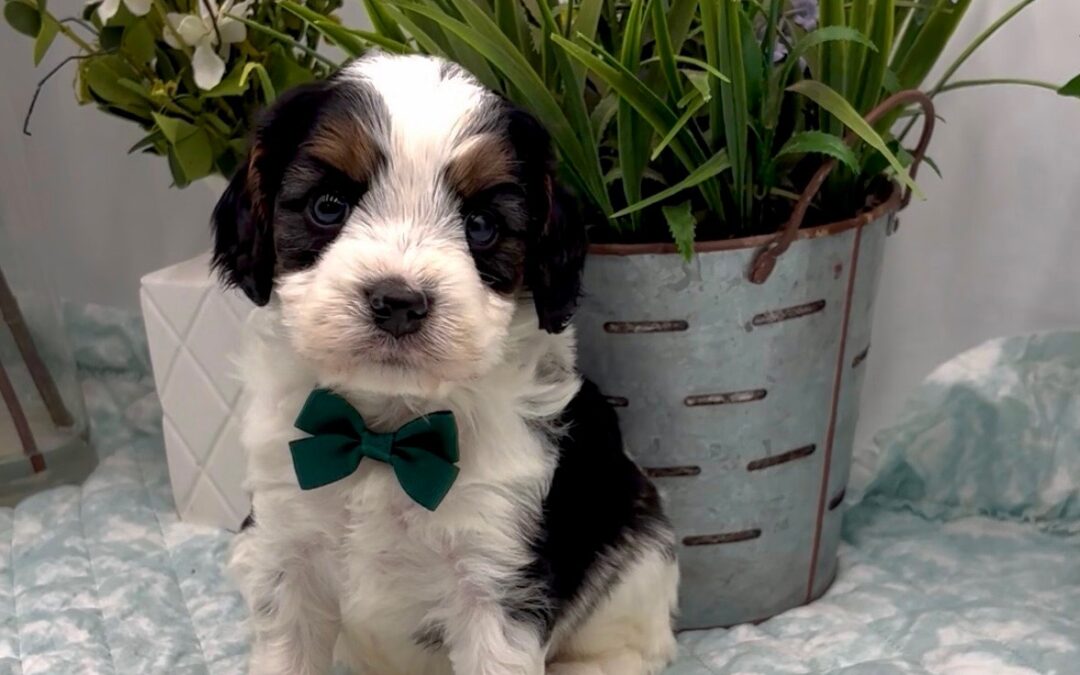 Dark Green Bow Male