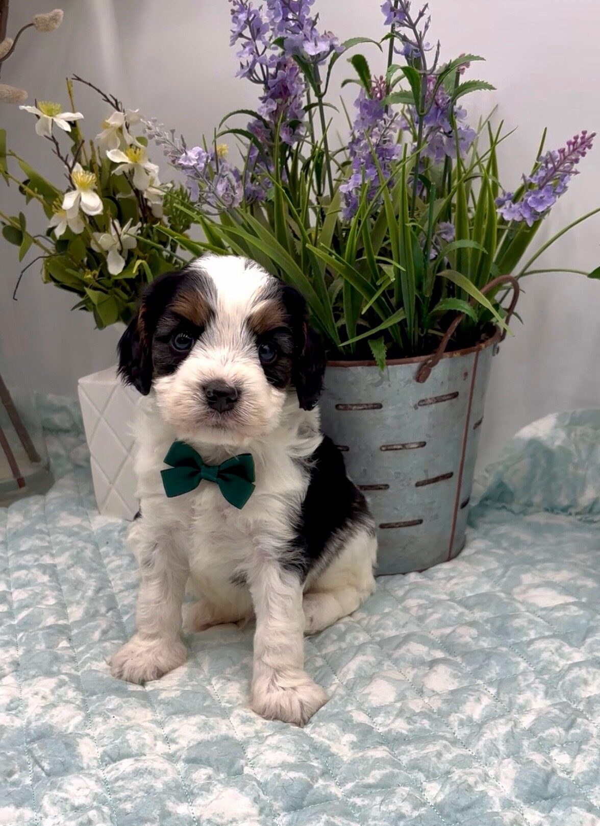 Dark Green Bow Male