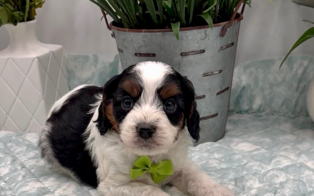 Light Green Bow Male