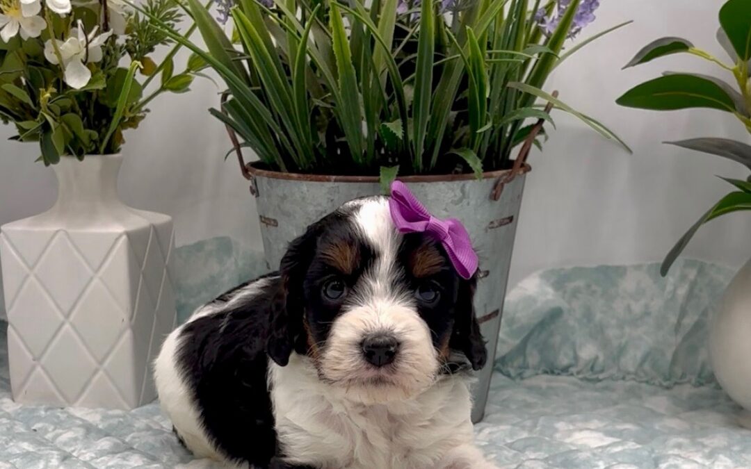 Purple Bow Female
