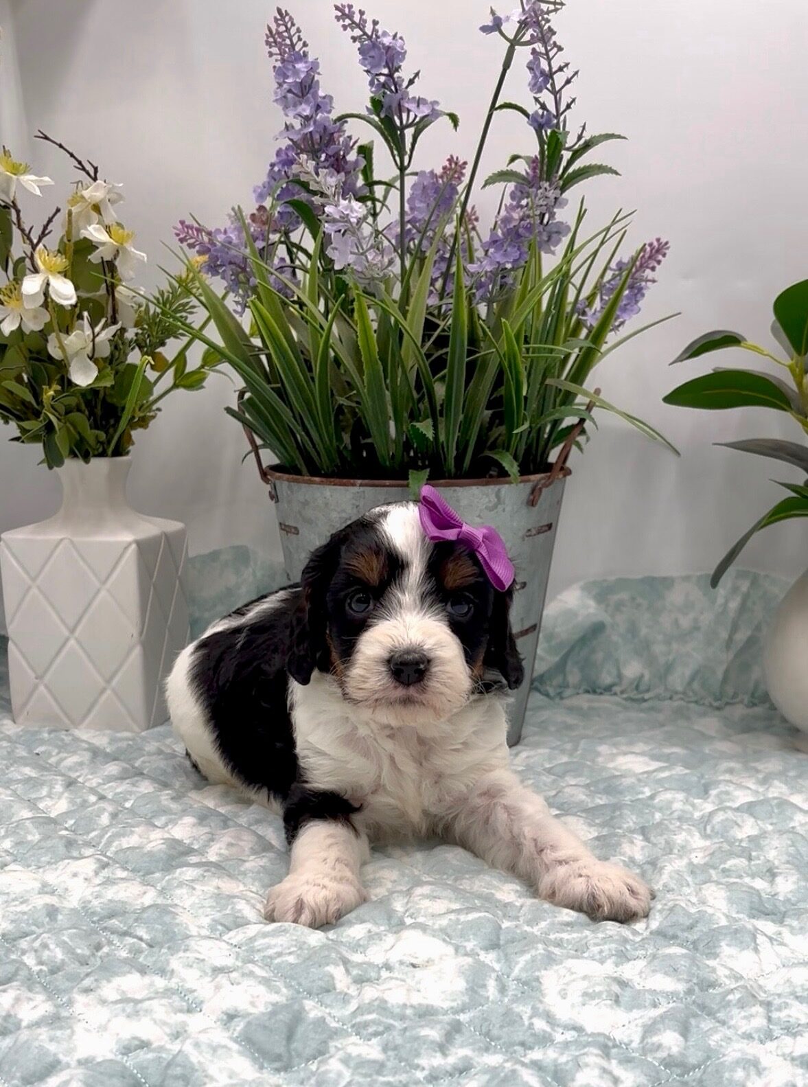 Purple Bow Female