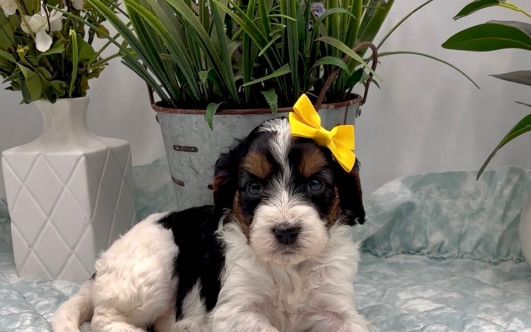 Yellow Bow Female
