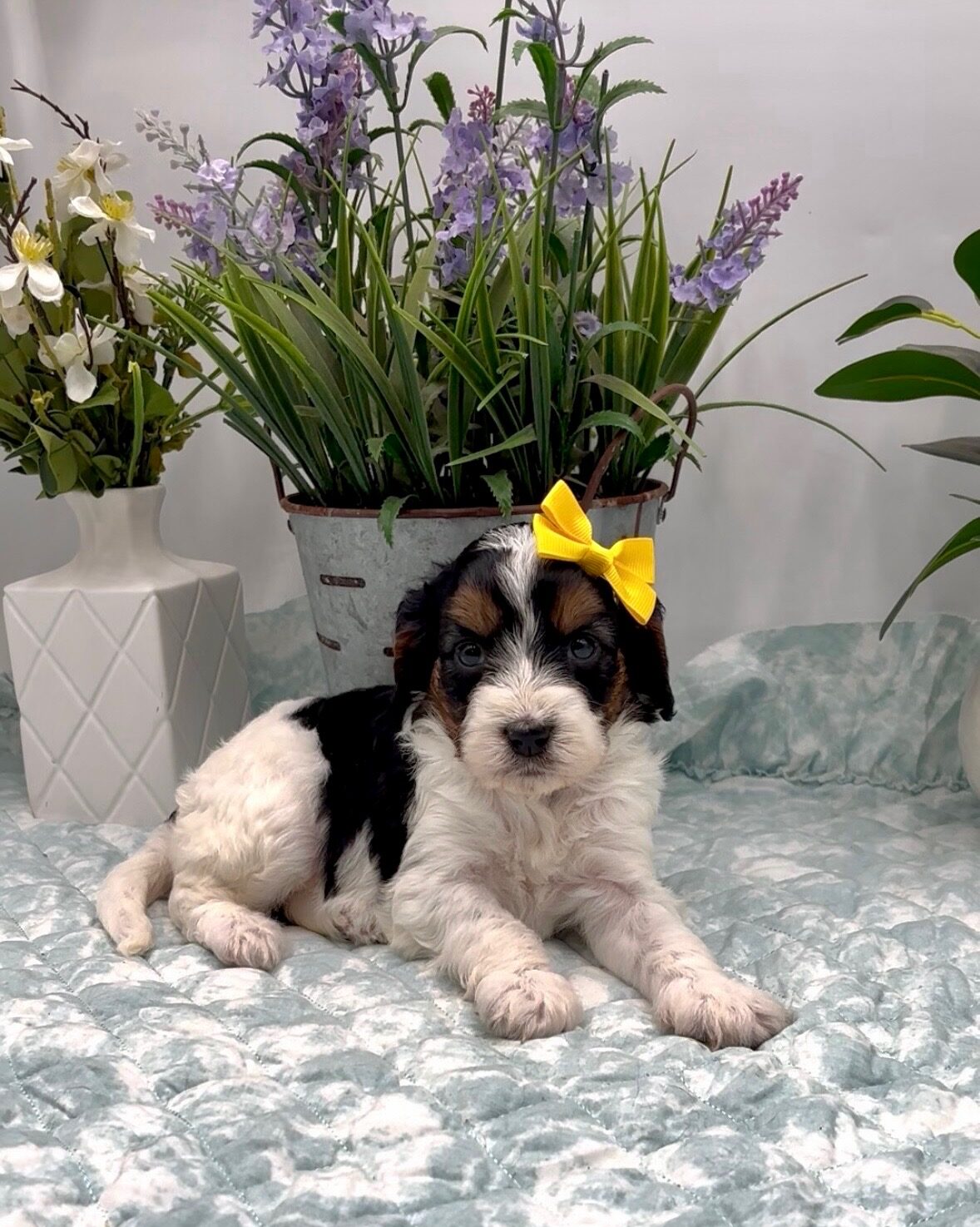 Yellow Bow Female