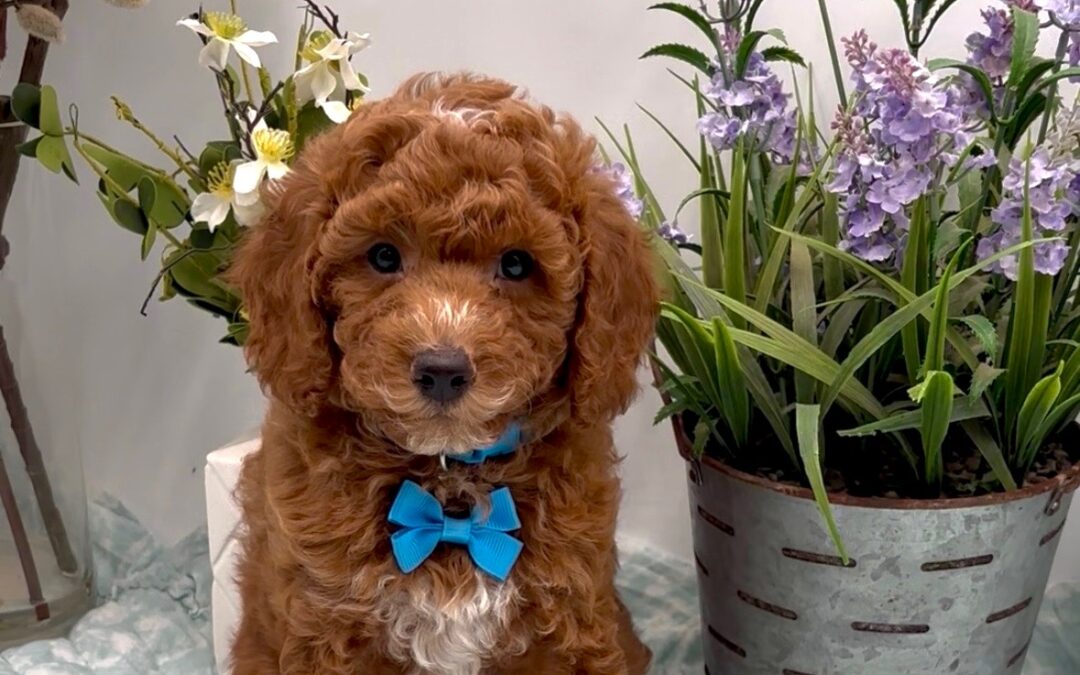 Blue Bow Male