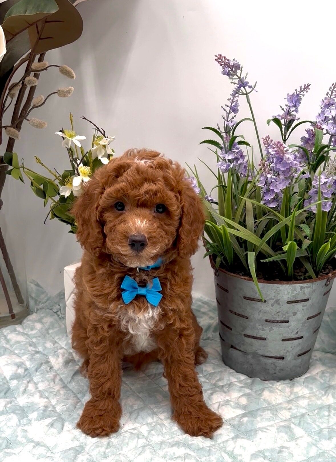 Blue Bow Male