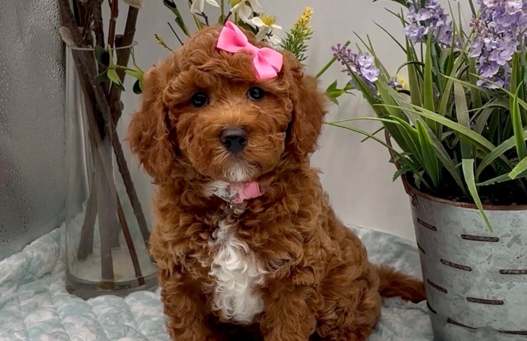 Pink Bow Female