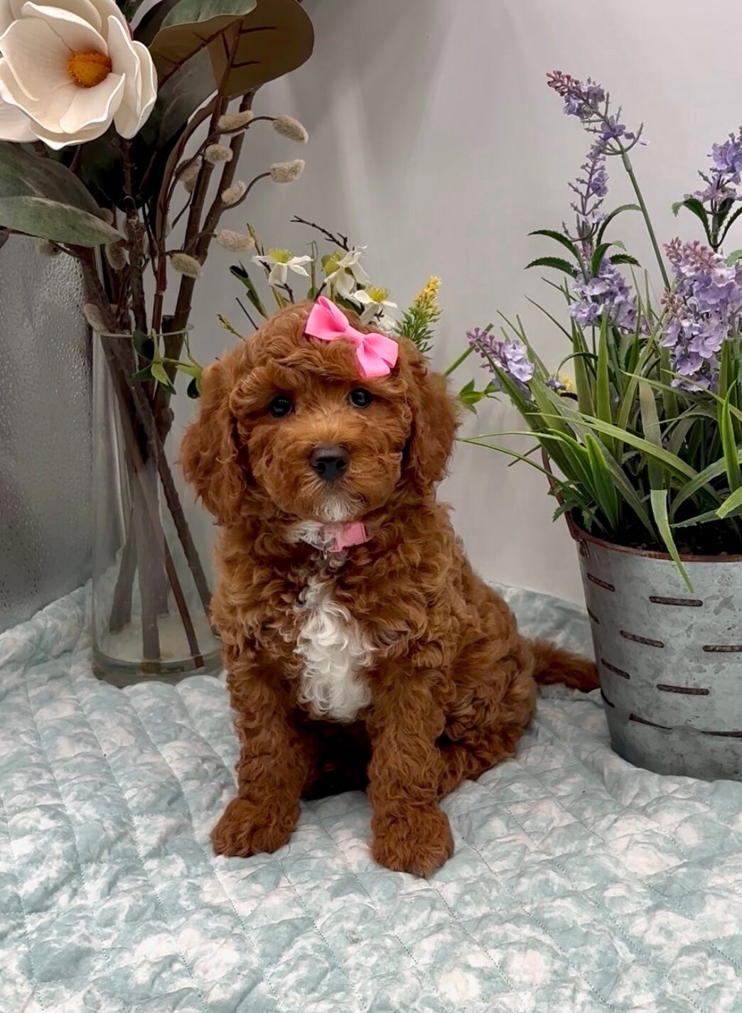 Pink Bow Female