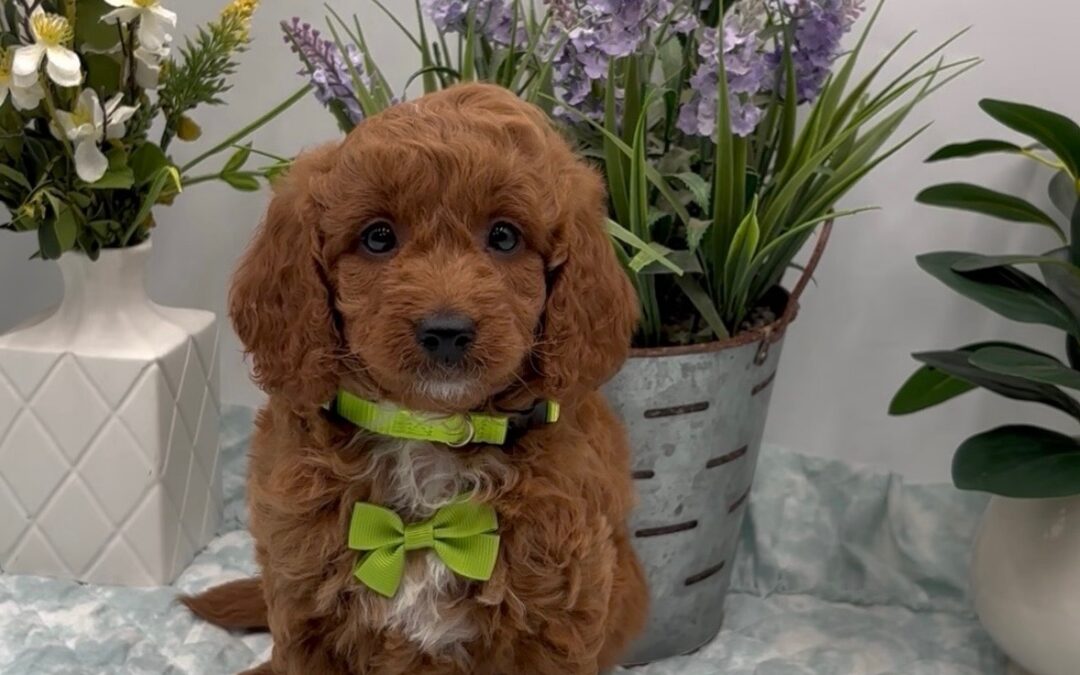 Green Bow Male