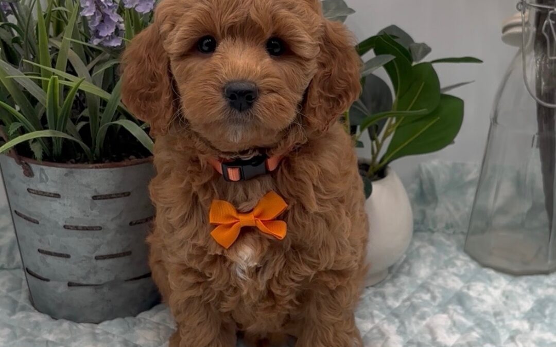 Orange Bow Male