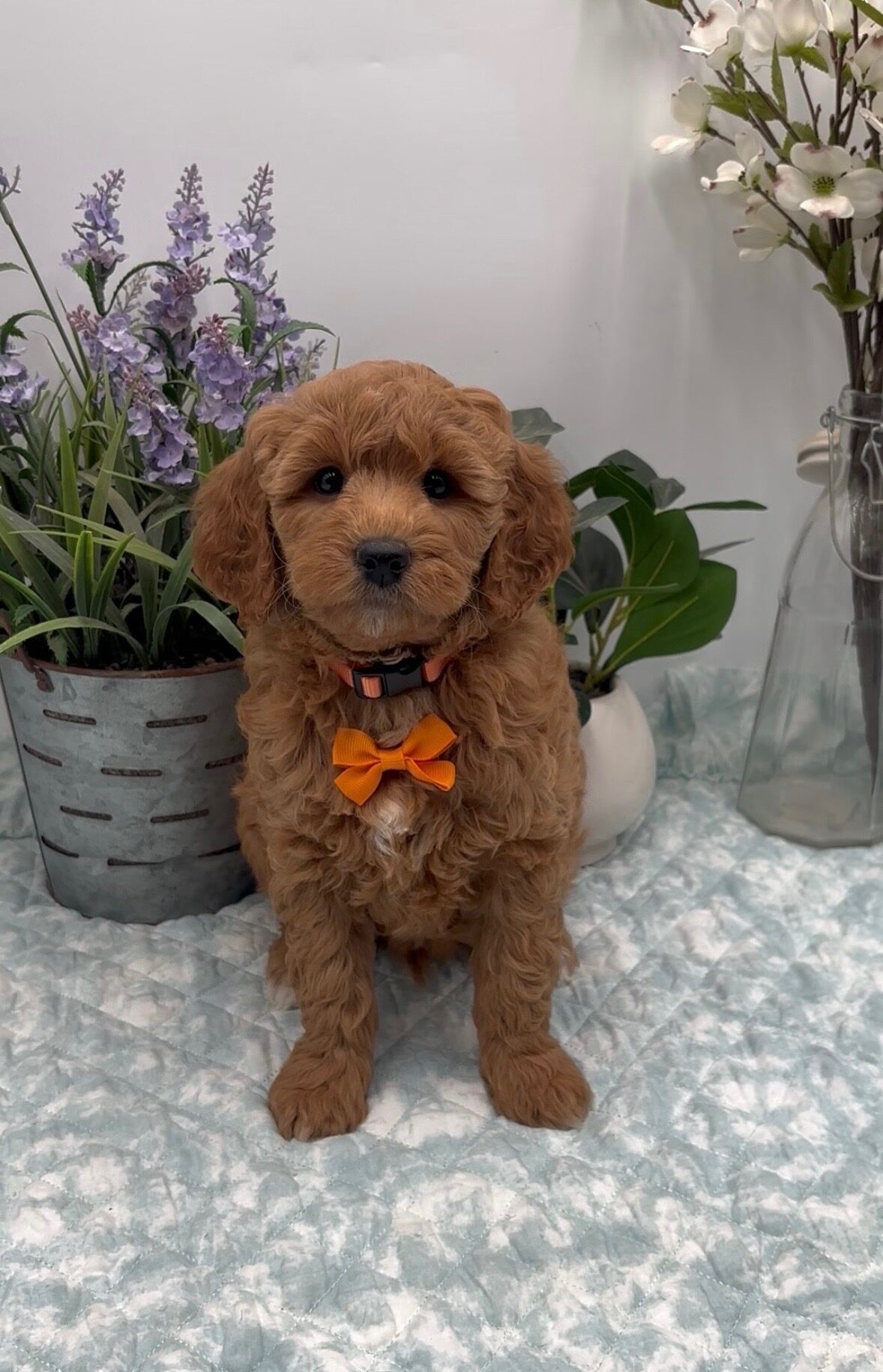 Orange Bow Male