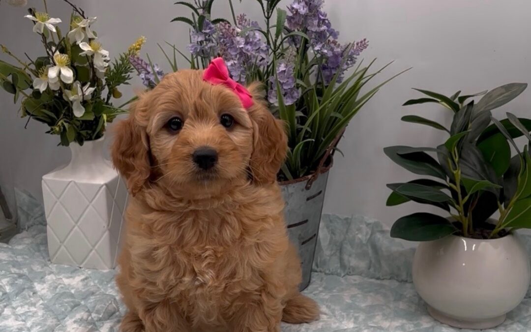 Pink Bow Female