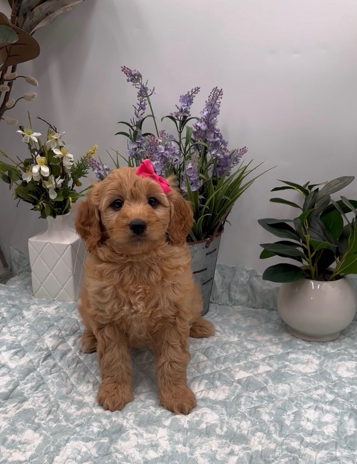 Pink Bow Female