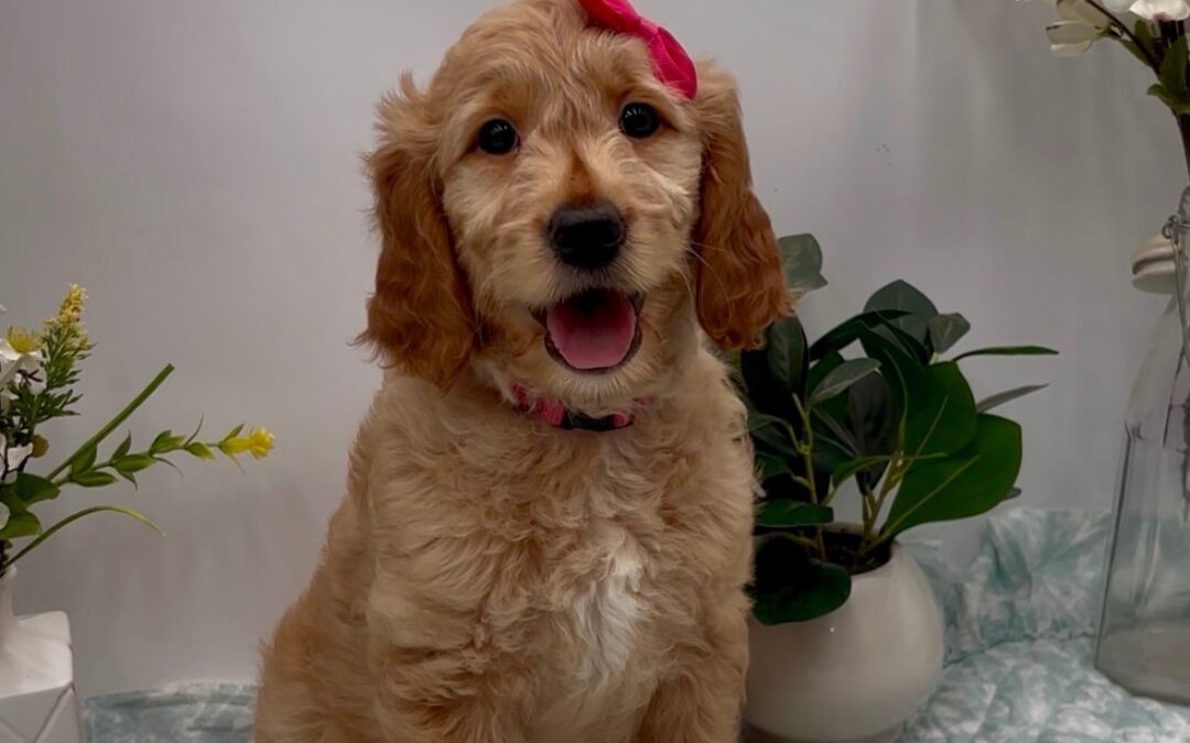 Pink Bow Female