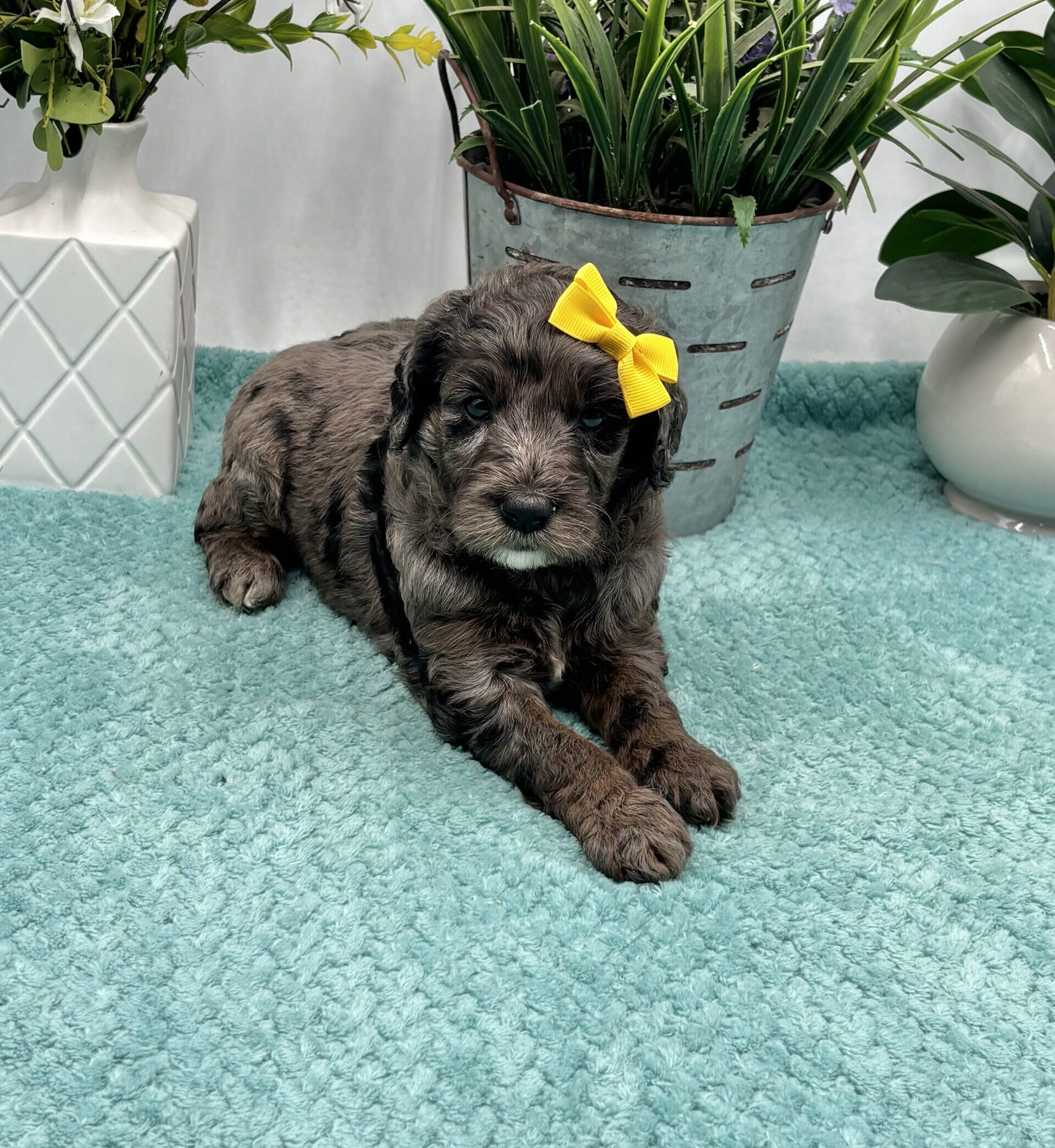 Yellow Bow Female