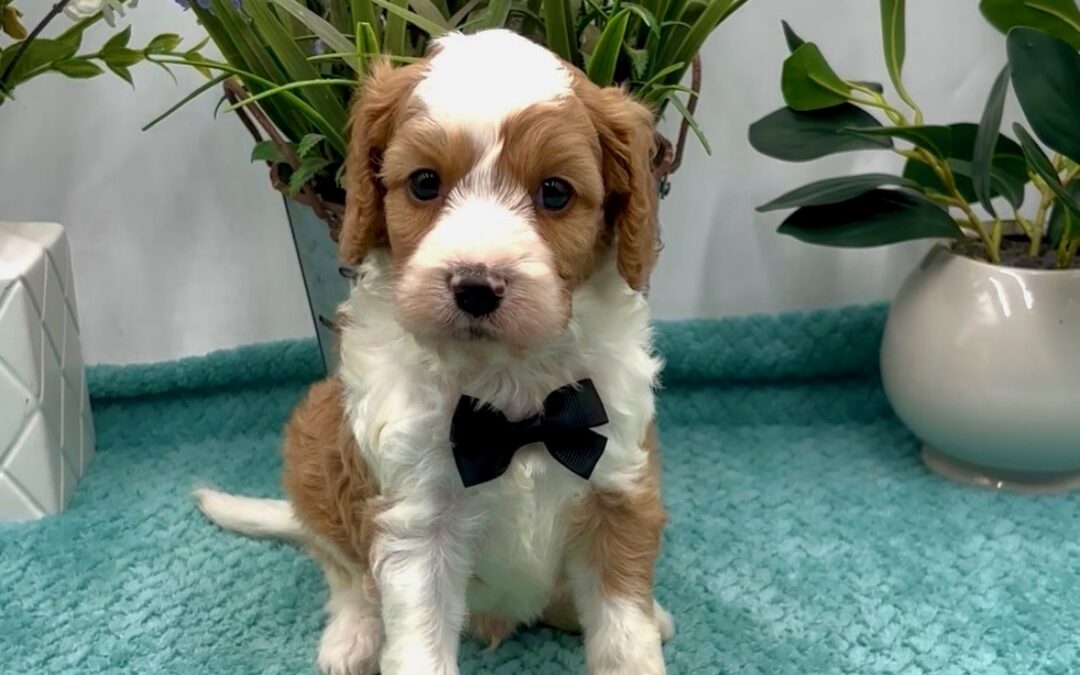 Black Bow Male