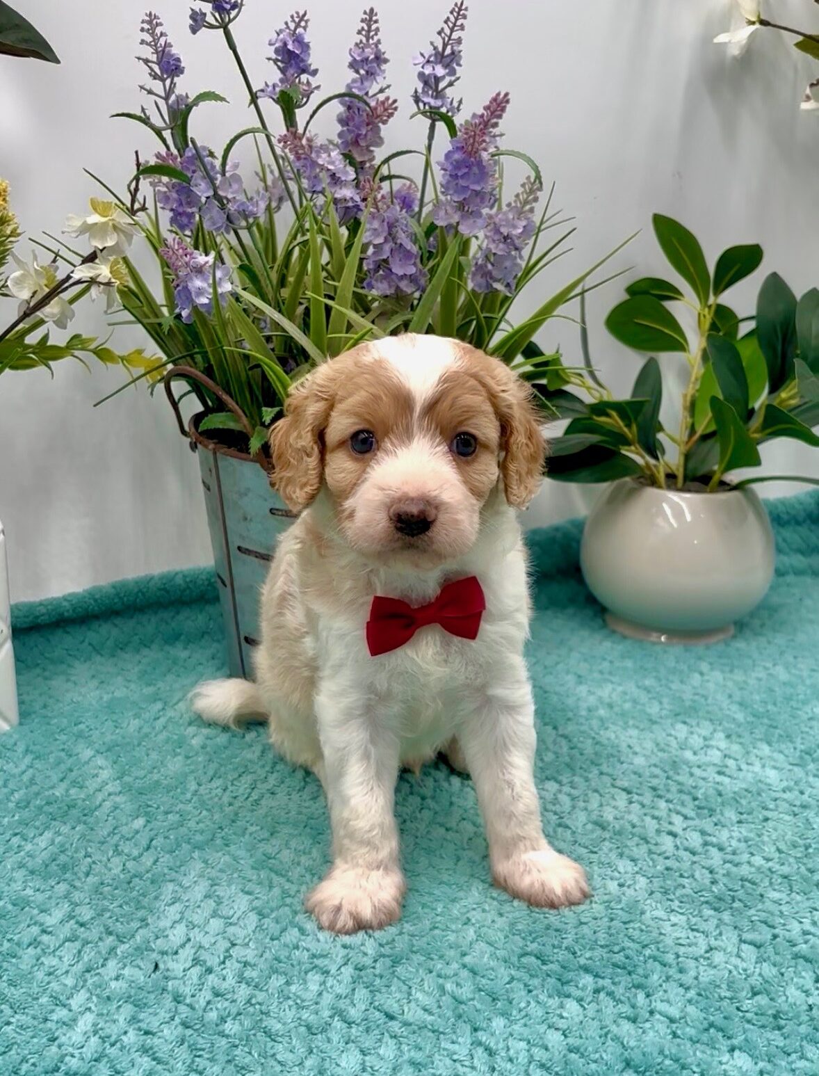 Dark Red Bow Male
