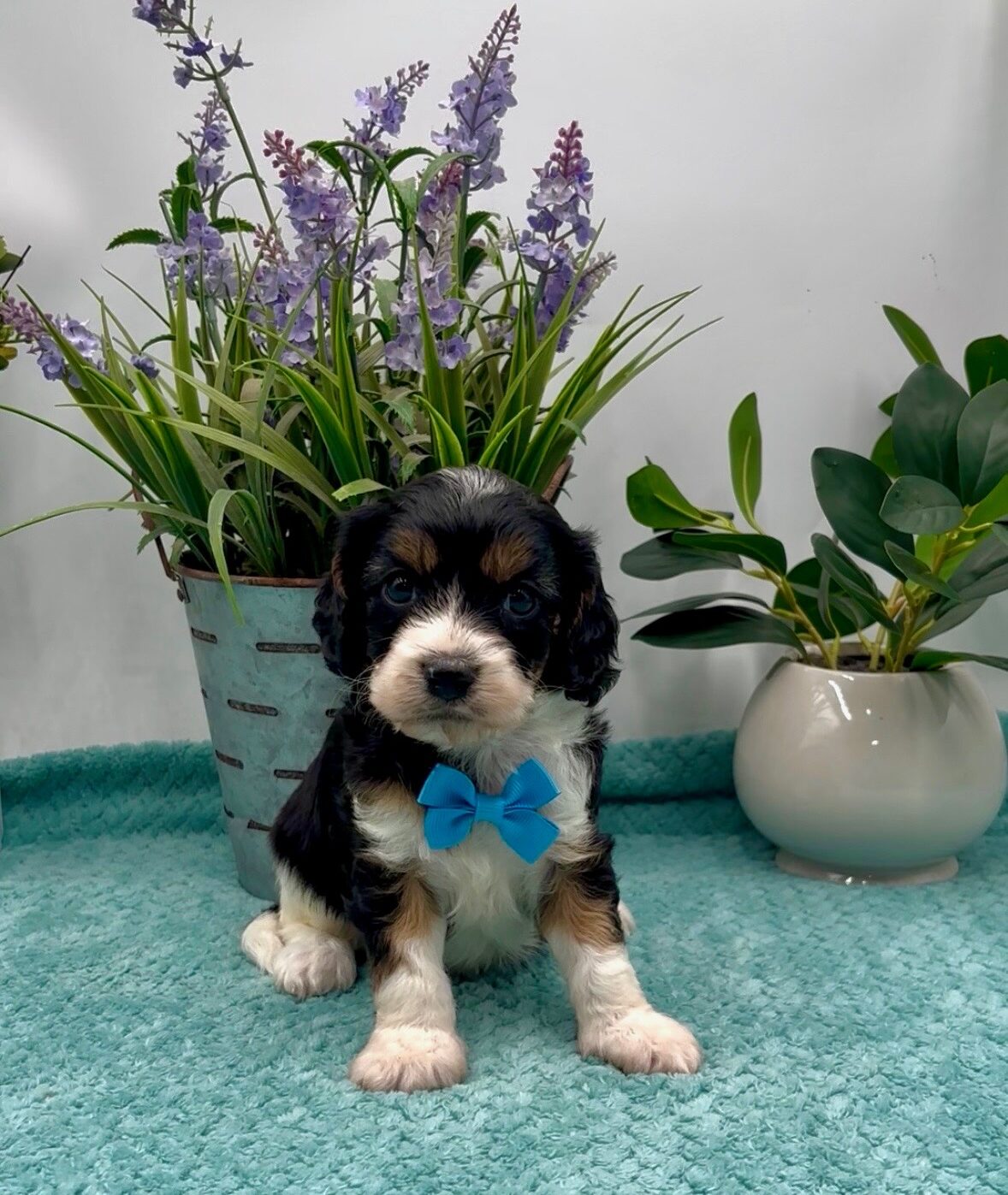 Light Blue Bow Male