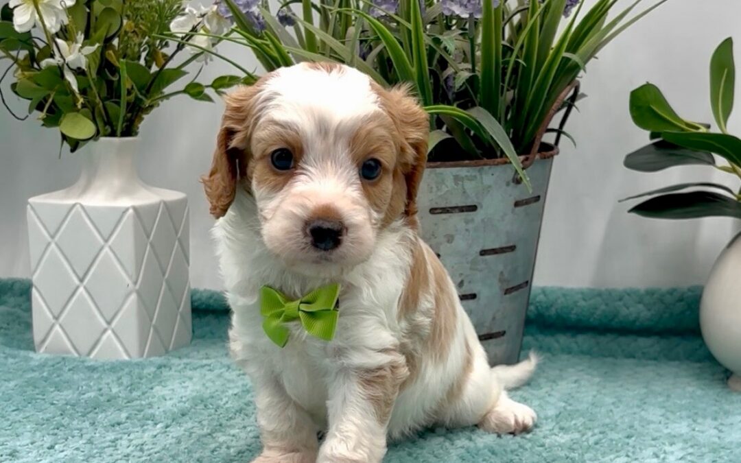 Lime Green Bow Male