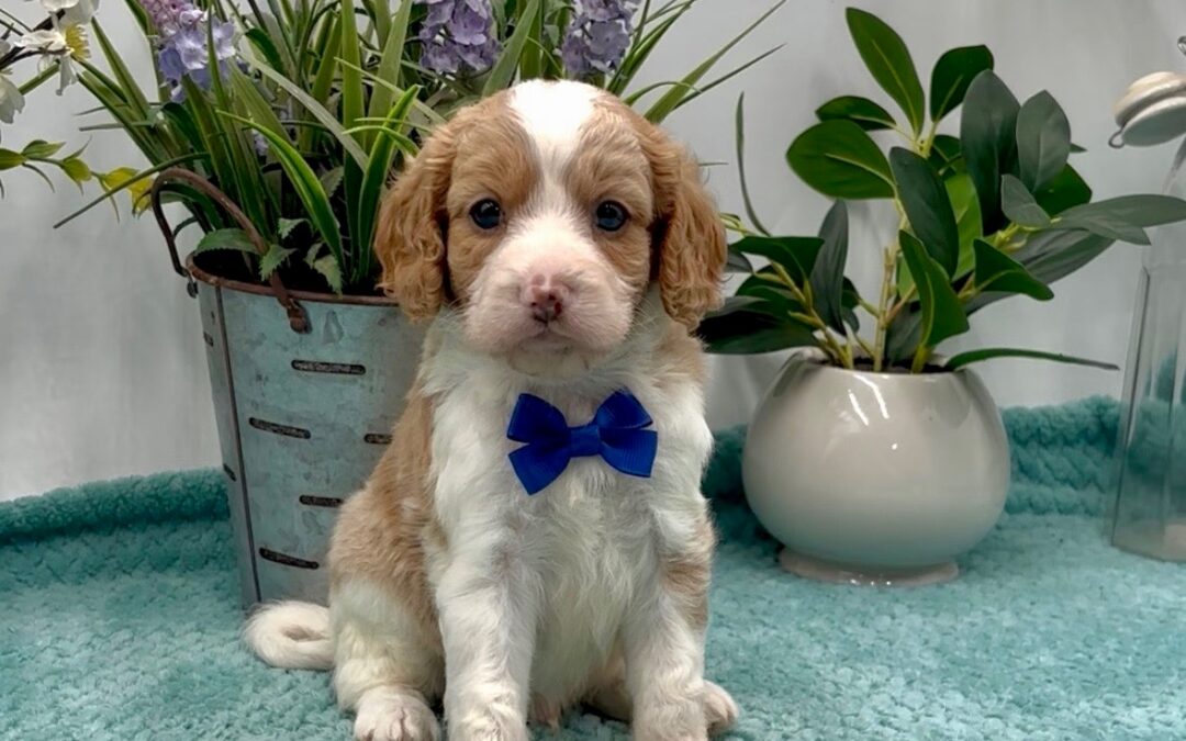 Royal Blue Bow Male
