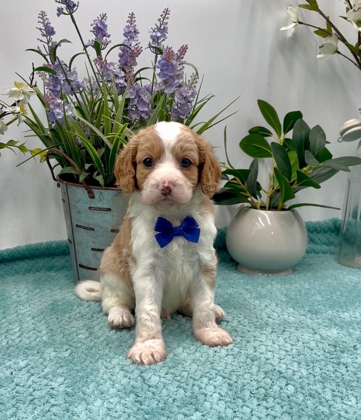 Royal Blue Bow Male