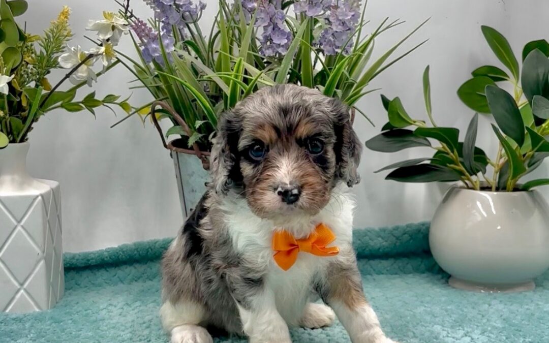 Orange Bow Male