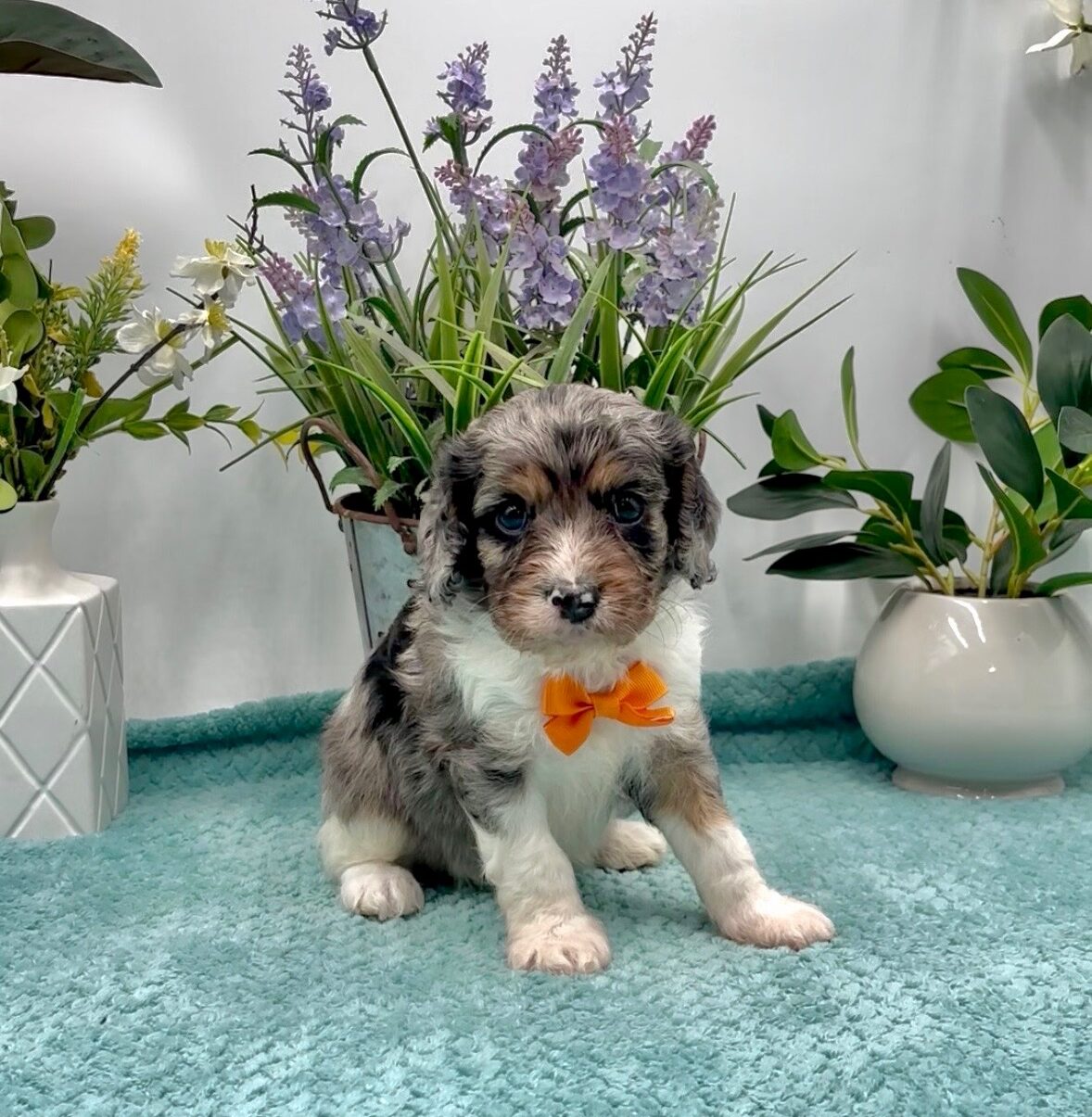 Orange Bow Male
