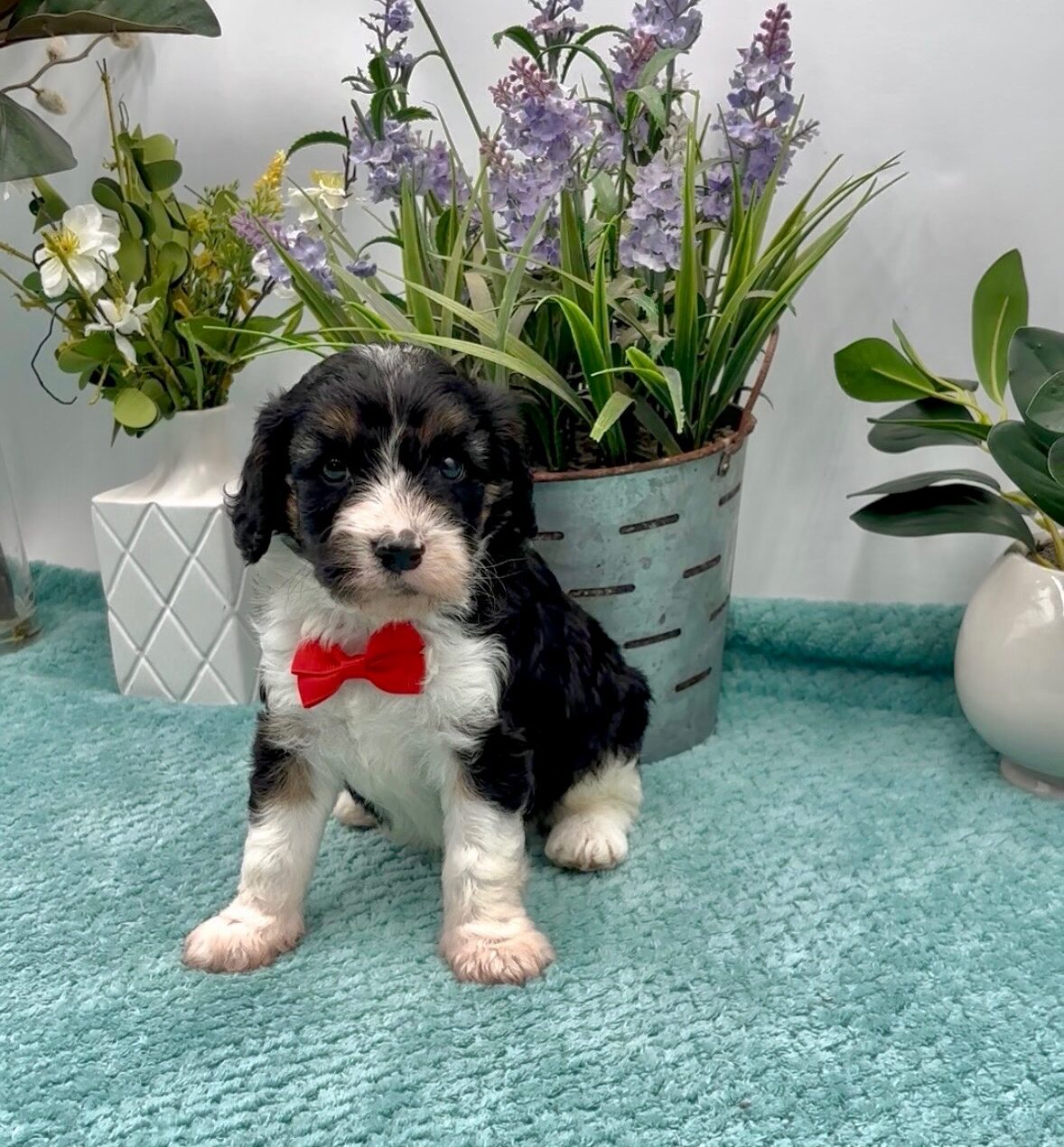 Red Bow Male