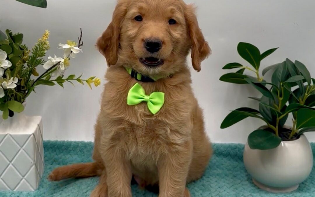 Lime Bow Male