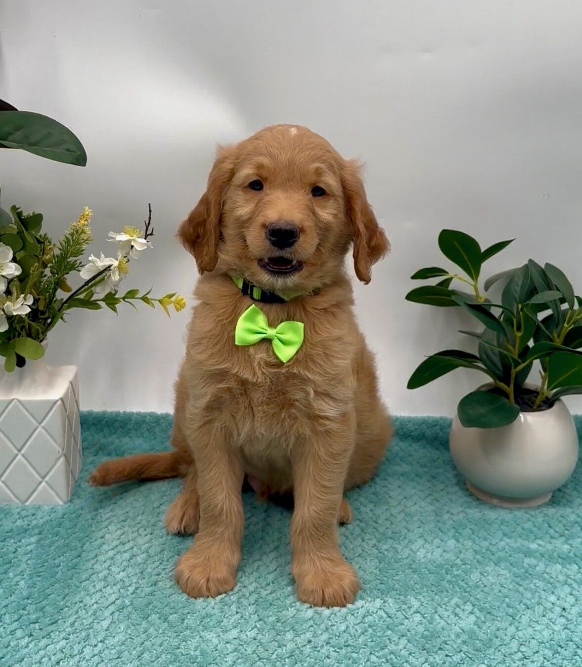 Lime Bow Male