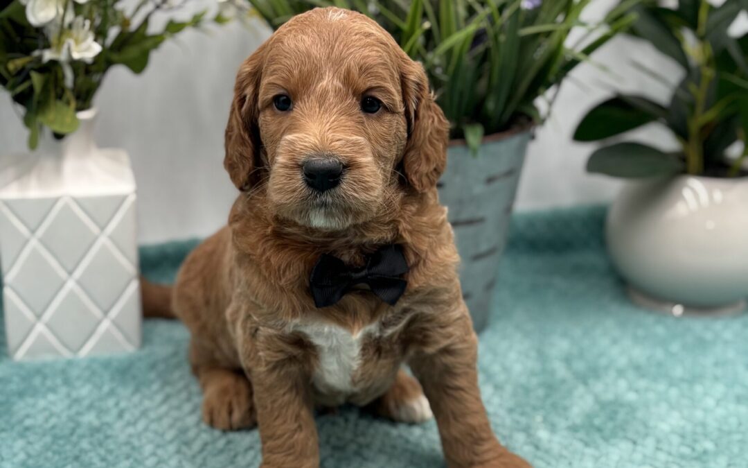 Black Bow Male