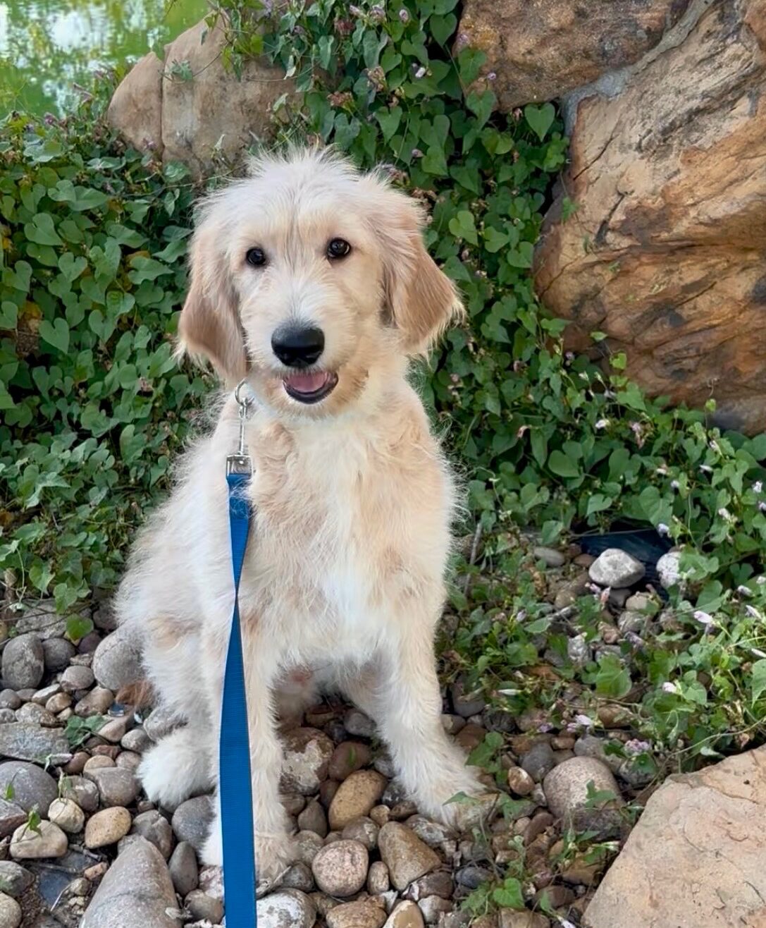 Sky Blue Bow Male