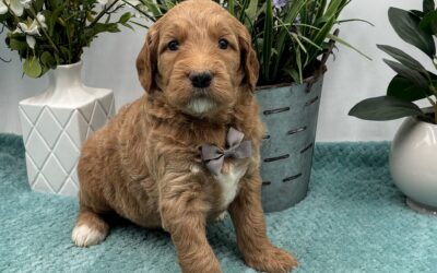 Goldendoodle vs Bernedoodle vs Cavapoo: Which Doodle is Right for You?