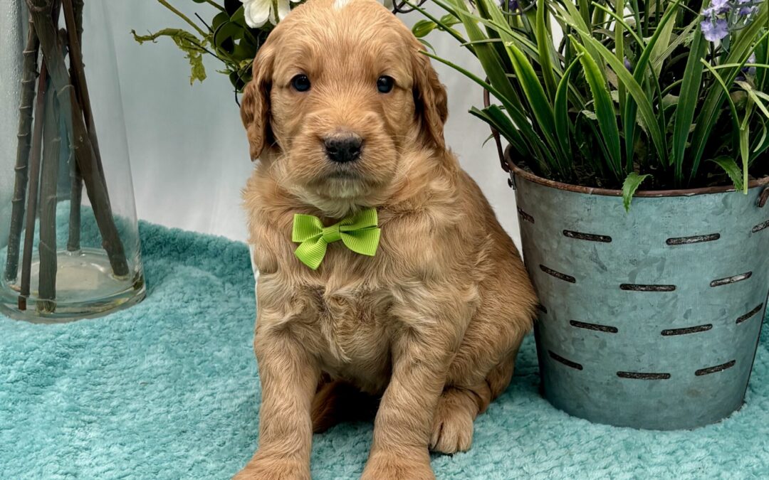 Lime Bow Male