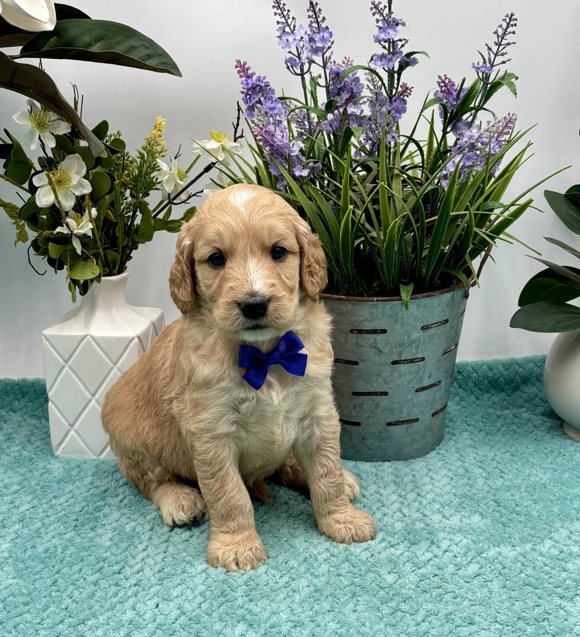Navy Bow Male