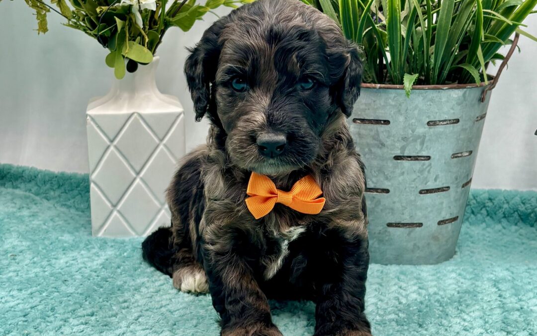 Orange Bow Male