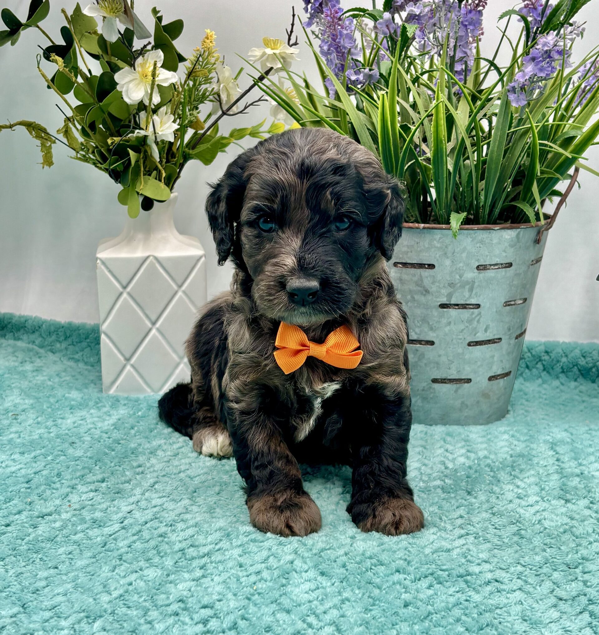 Orange Bow Male