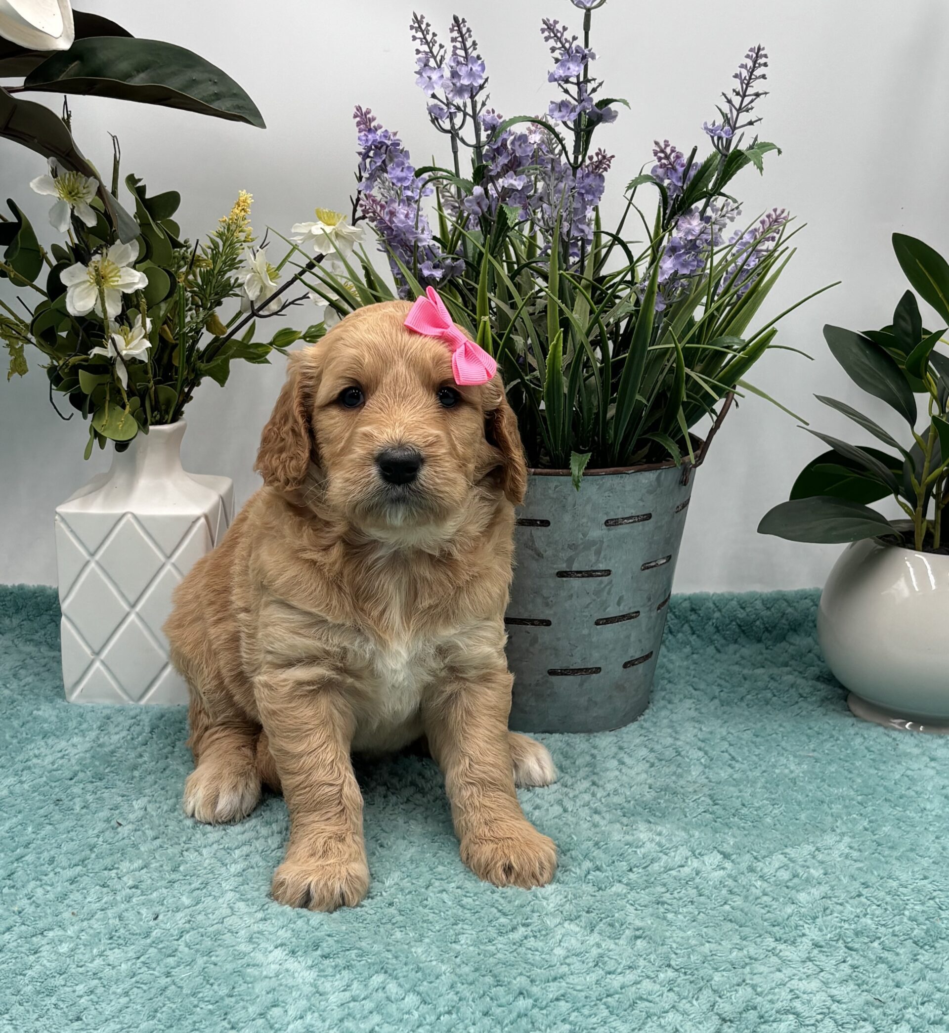 Pink Bow Female