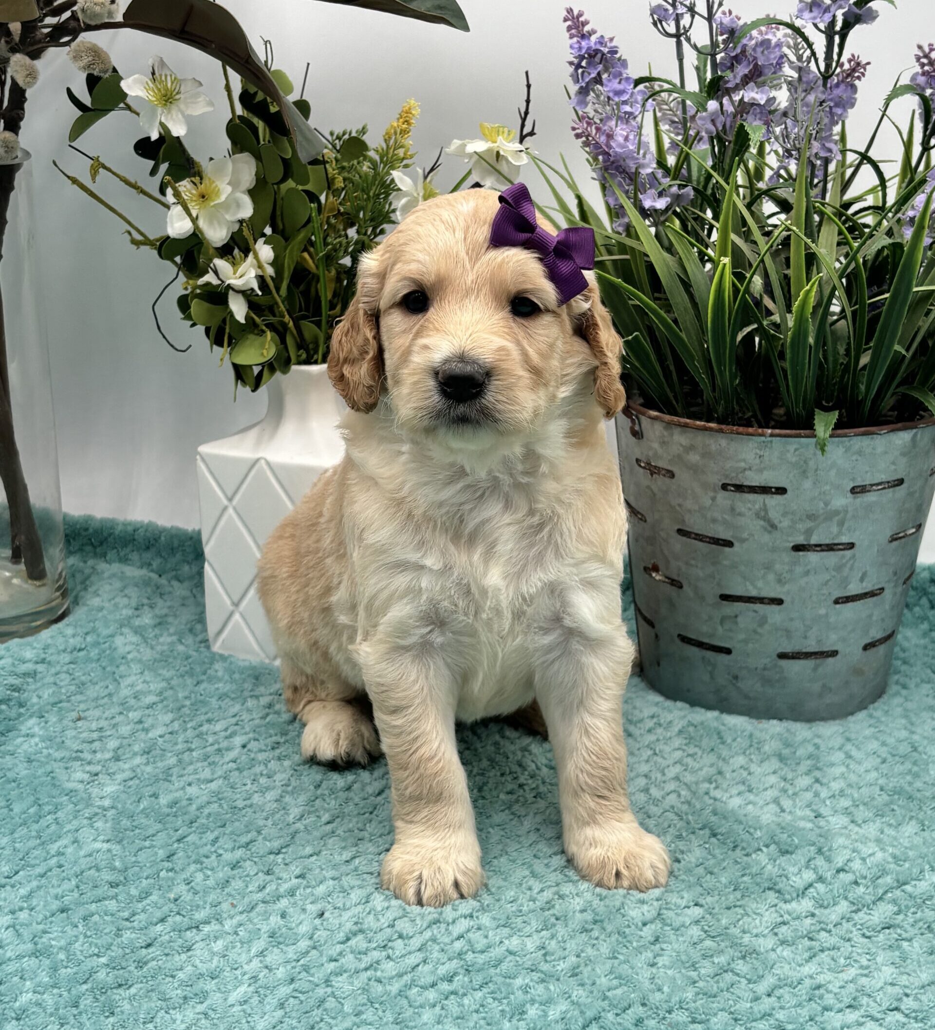 Purple Bow Female