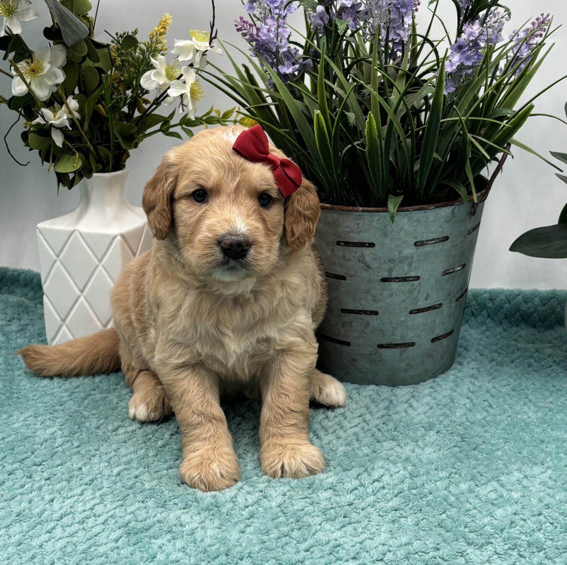 Red Bow Female