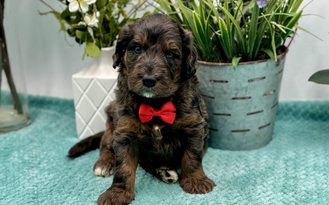 Red Bow Male